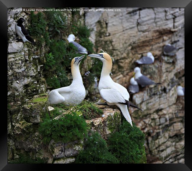 Northern Gannet, Morus bassanus Framed Print by Louise Heusinkveld