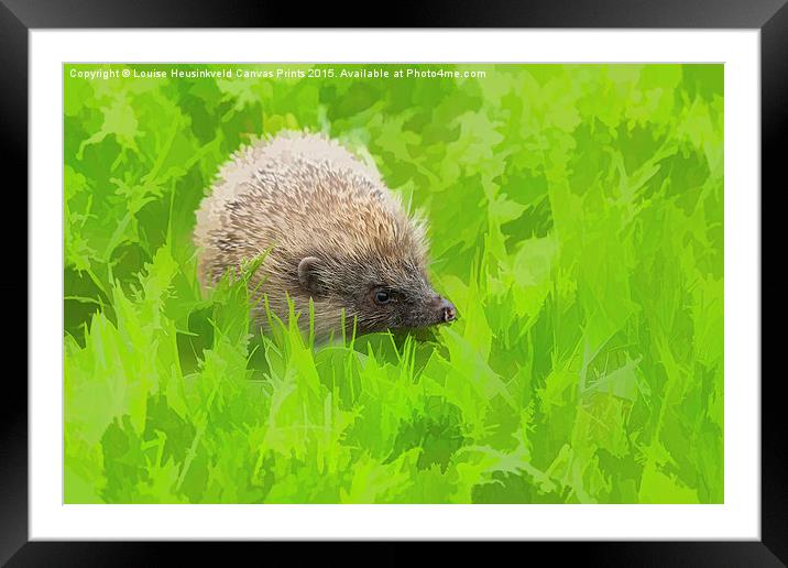 European hedgehog, Erinaceus europaeus Framed Mounted Print by Louise Heusinkveld