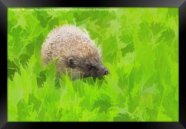 European hedgehog, Erinaceus europaeus Framed Print by Louise Heusinkveld