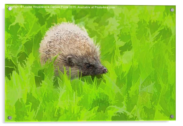 European hedgehog, Erinaceus europaeus Acrylic by Louise Heusinkveld