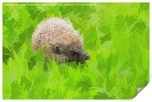 European hedgehog, Erinaceus europaeus Print by Louise Heusinkveld