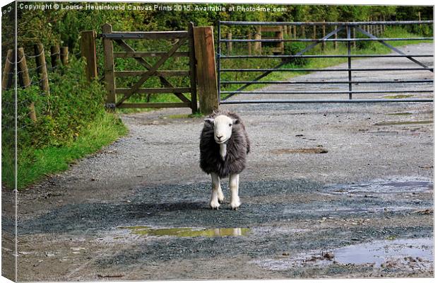 Herdwick sheep in a lane beside a gate in the Lake Canvas Print by Louise Heusinkveld