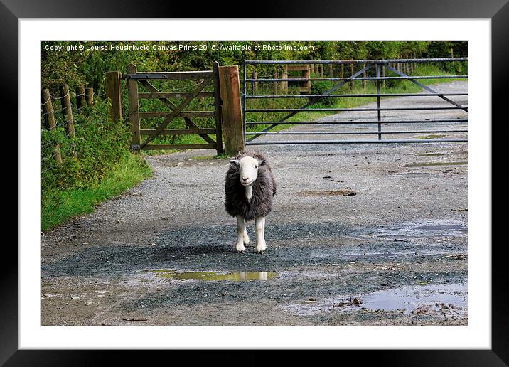 Herdwick sheep in a lane beside a gate in the Lake Framed Mounted Print by Louise Heusinkveld
