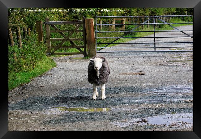 Herdwick sheep in a lane beside a gate in the Lake Framed Print by Louise Heusinkveld