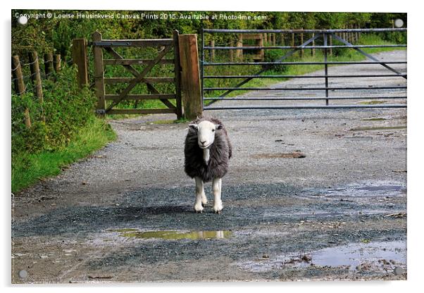 Herdwick sheep in a lane beside a gate in the Lake Acrylic by Louise Heusinkveld