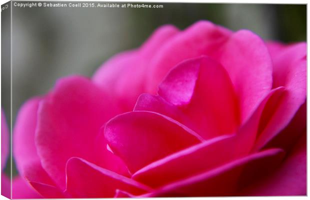 Pink camellia Canvas Print by Sebastien Coell