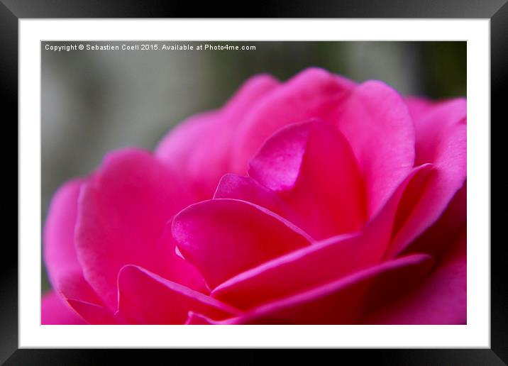 Pink camellia Framed Mounted Print by Sebastien Coell