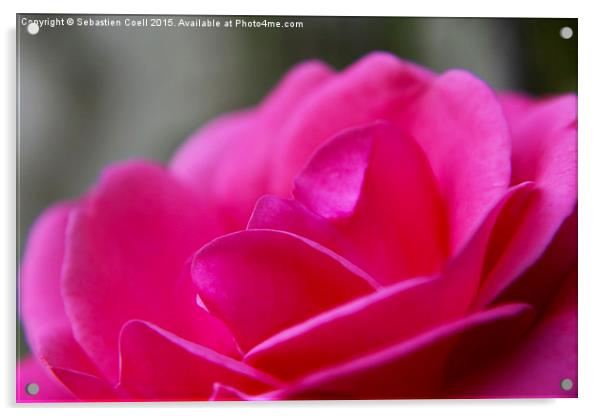 Pink camellia Acrylic by Sebastien Coell