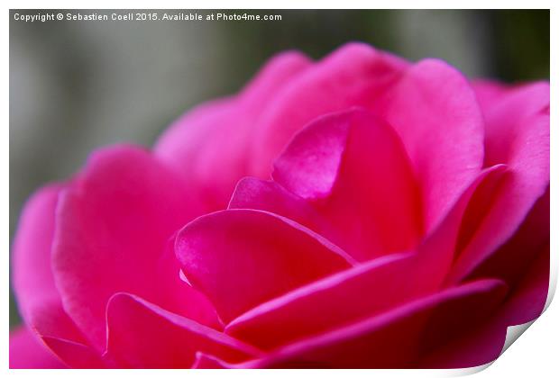 Pink camellia Print by Sebastien Coell