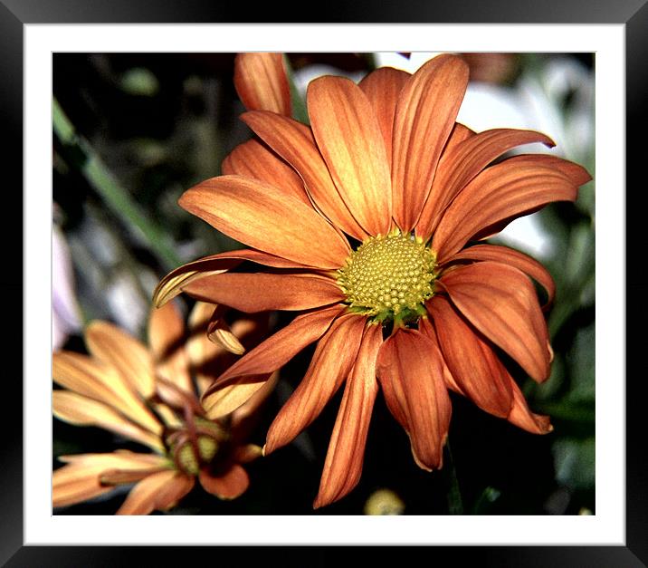 Flower Framed Mounted Print by Alexia Miles