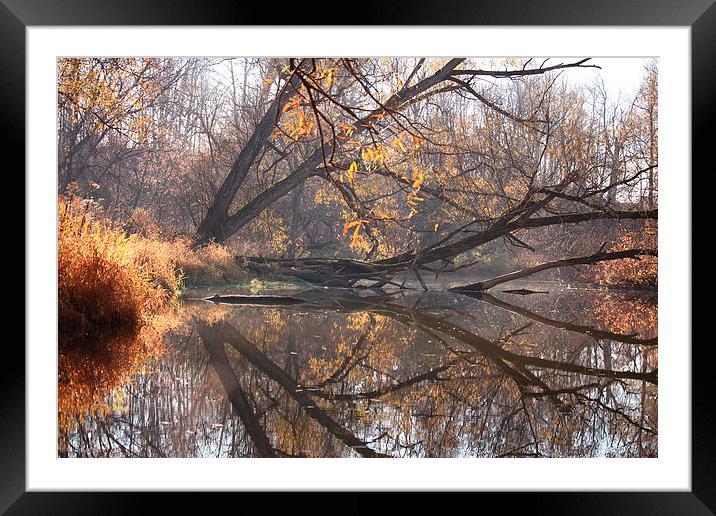 Natures Mirror Framed Mounted Print by shawn mcphee I