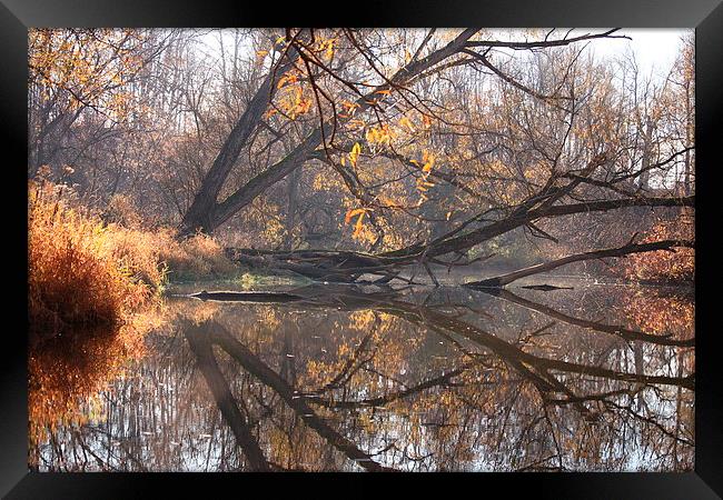 Natures Mirror Framed Print by shawn mcphee I