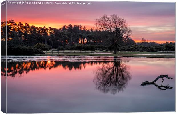 New Forest Sunrise Canvas Print by Paul Chambers
