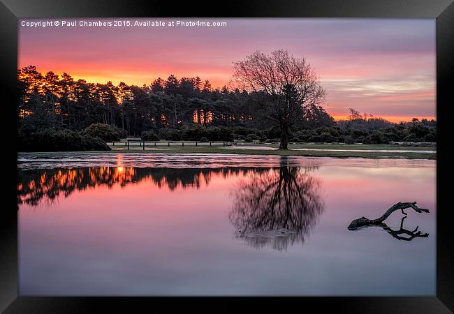 New Forest Sunrise Framed Print by Paul Chambers