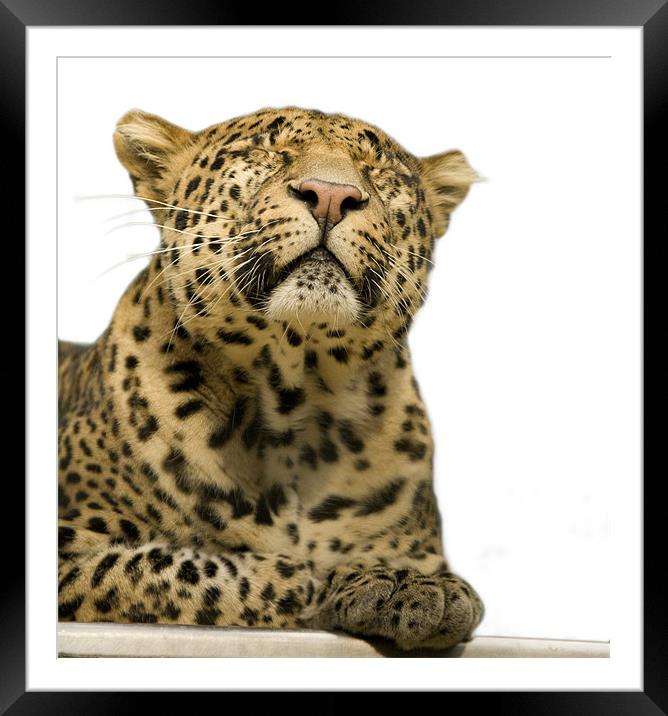 Leopard portrait Framed Mounted Print by Ian Middleton