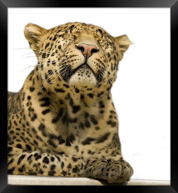 Leopard portrait Framed Print by Ian Middleton