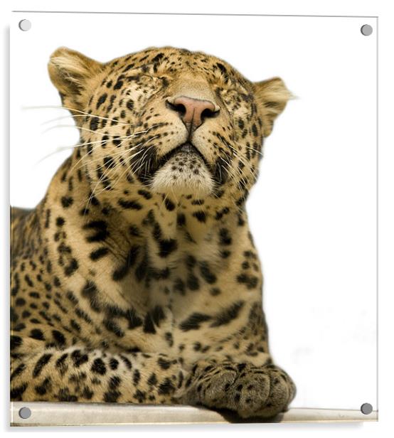 Leopard portrait Acrylic by Ian Middleton