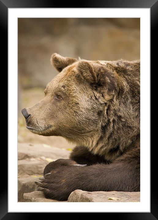 European Brown Bear. Framed Mounted Print by Ian Middleton