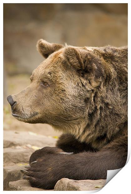 European Brown Bear. Print by Ian Middleton