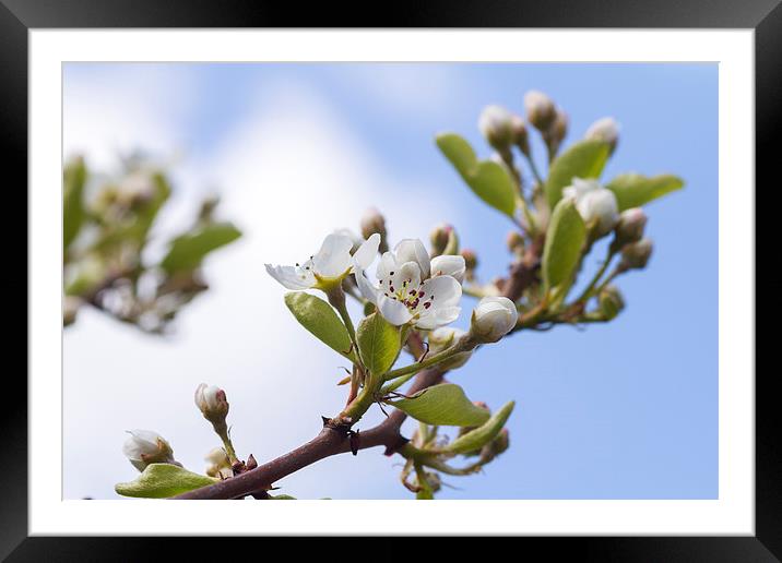 Pear Blossom   Framed Mounted Print by chris smith