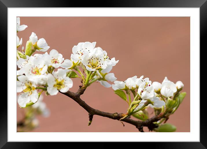 Pear Blossom  Framed Mounted Print by chris smith