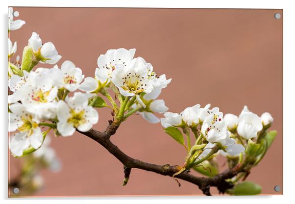 Pear Blossom  Acrylic by chris smith