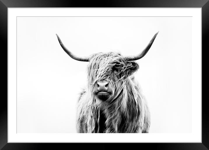 Portrait of a Highland Cow Framed Mounted Print by Dorit Fuhg