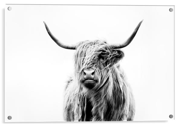 Portrait of a Highland Cow Acrylic by Dorit Fuhg