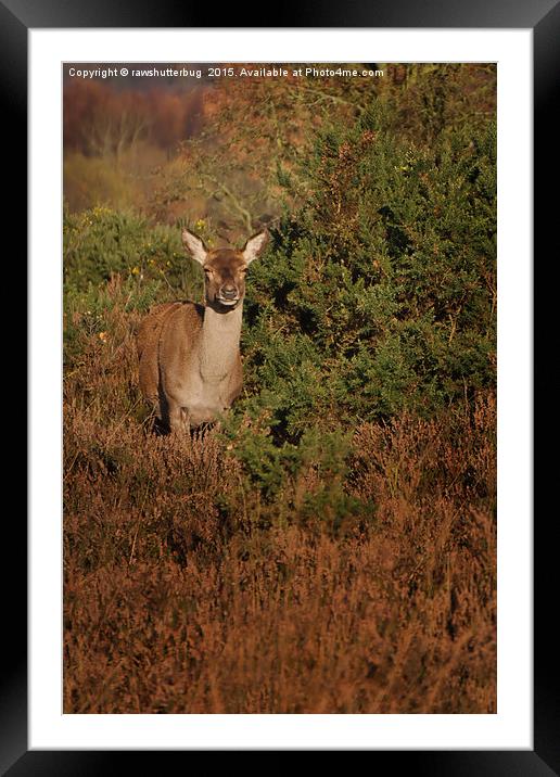 Red Deer Framed Mounted Print by rawshutterbug 