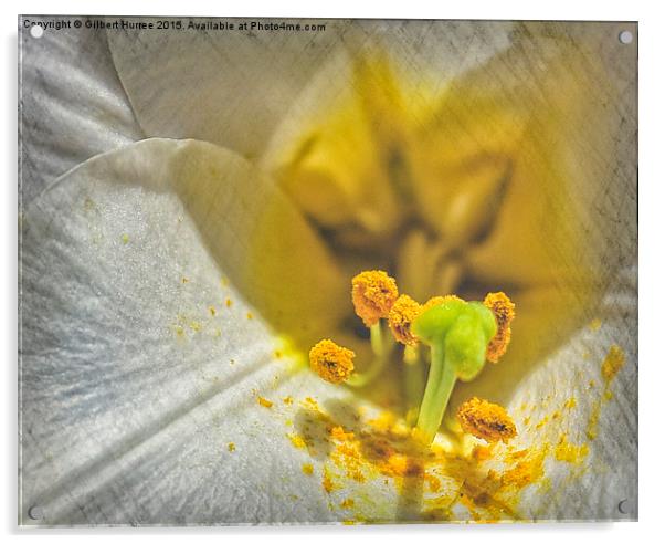 My White Lily  Acrylic by Gilbert Hurree