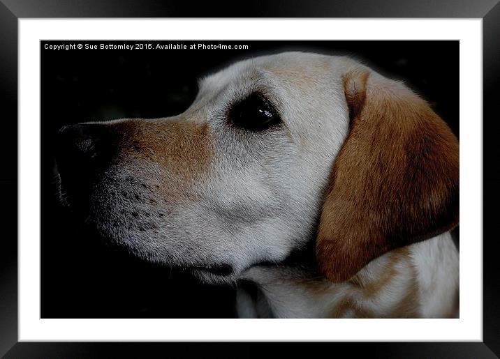 Labrador Dog coming out of the dark  Framed Mounted Print by Sue Bottomley