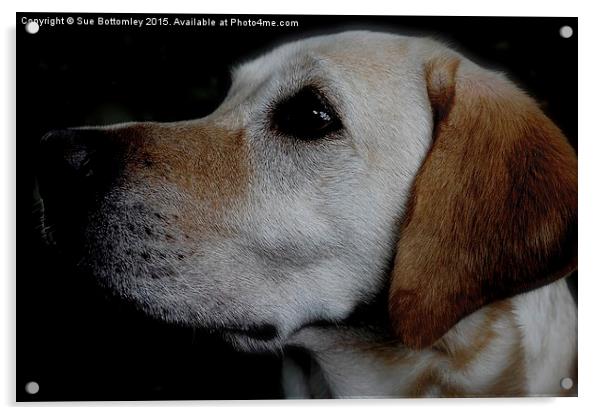 Labrador Dog coming out of the dark  Acrylic by Sue Bottomley