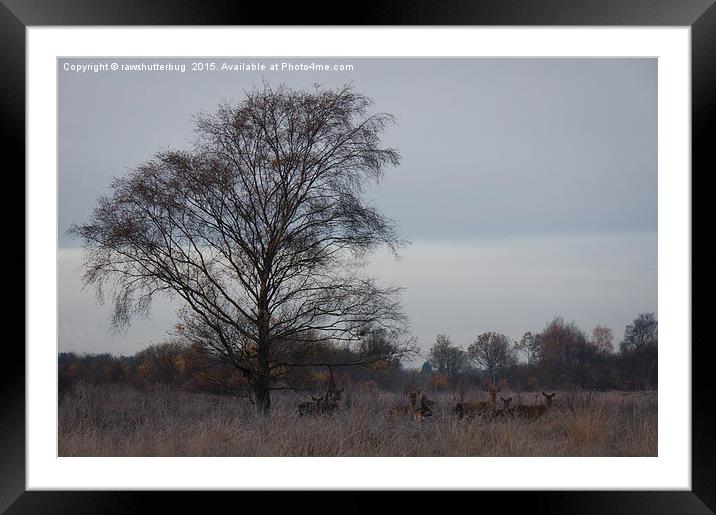 Red Deer On A Frosty Morning Framed Mounted Print by rawshutterbug 