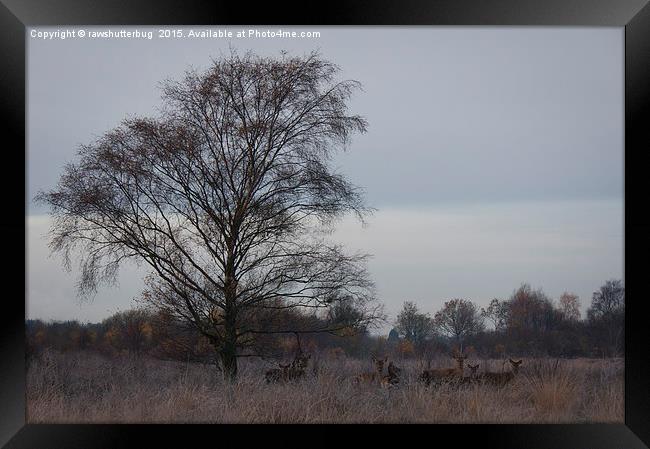 Red Deer On A Frosty Morning Framed Print by rawshutterbug 