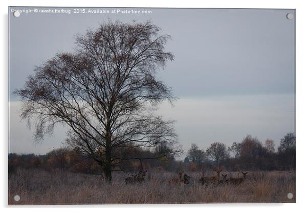 Red Deer On A Frosty Morning Acrylic by rawshutterbug 