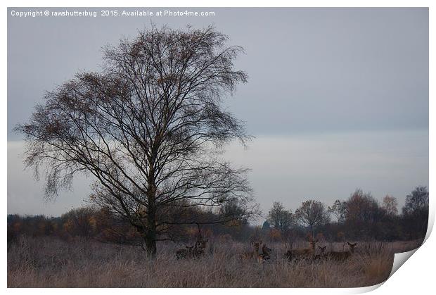 Red Deer On A Frosty Morning Print by rawshutterbug 