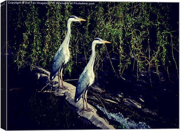   grey Herons on the river Canvas Print by Derrick Fox Lomax