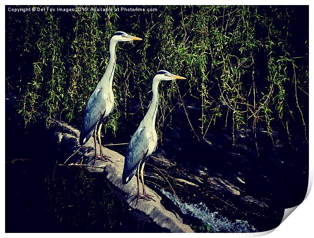   grey Herons on the river Print by Derrick Fox Lomax
