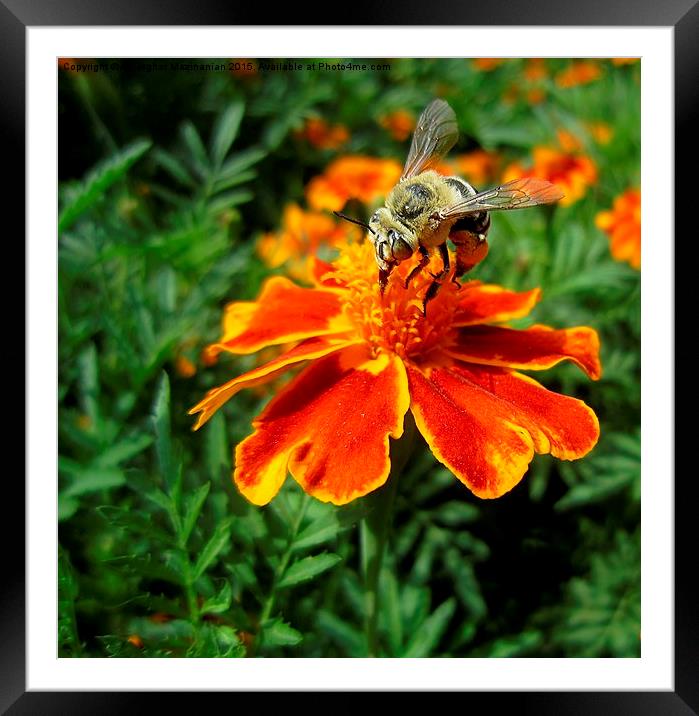  Drinking nectar, Framed Mounted Print by Ali asghar Mazinanian