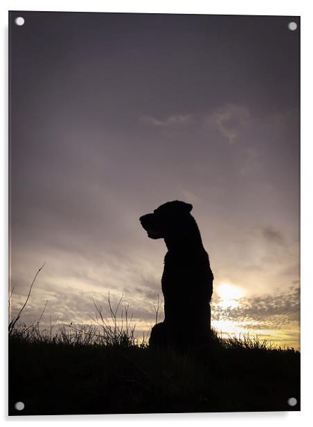 Black Labrador    Acrylic by Simon Wrigglesworth