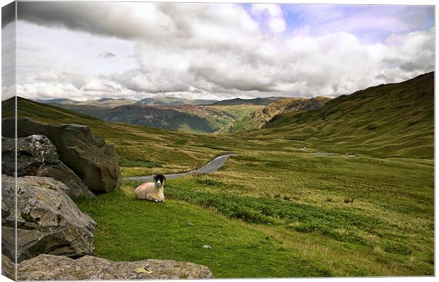  Sheep on Hardknotts Pass Canvas Print by Jacqi Elmslie