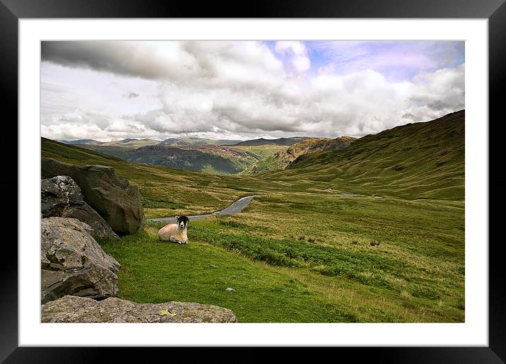  Sheep on Hardknotts Pass Framed Mounted Print by Jacqi Elmslie