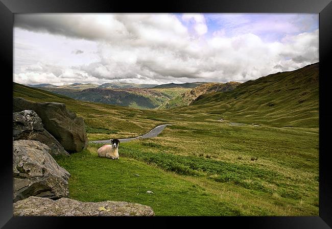  Sheep on Hardknotts Pass Framed Print by Jacqi Elmslie