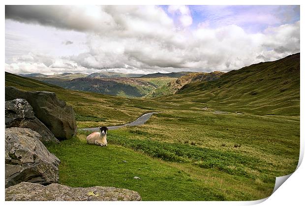  Sheep on Hardknotts Pass Print by Jacqi Elmslie