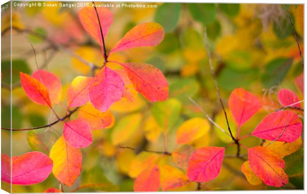 vibrant autumn leaves Canvas Print by Susan Sanger