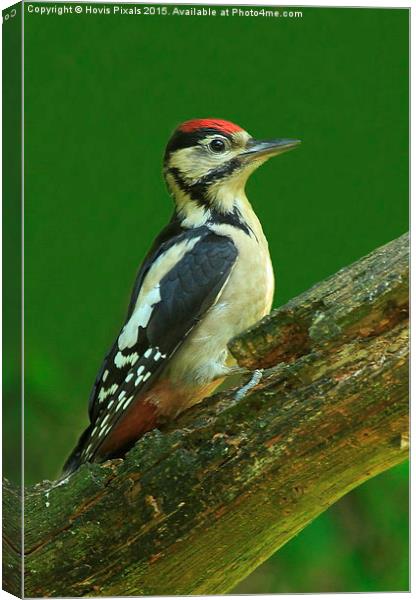 Great Spotted Woodpecker Canvas Print by Dave Burden