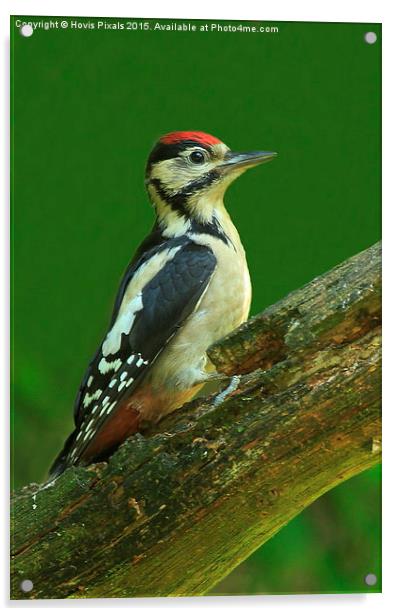  Great Spotted Woodpecker Acrylic by Dave Burden