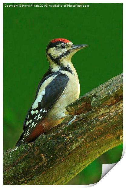  Great Spotted Woodpecker Print by Dave Burden