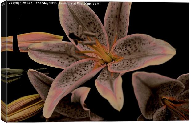 Faded Stargazer Lily  Canvas Print by Sue Bottomley