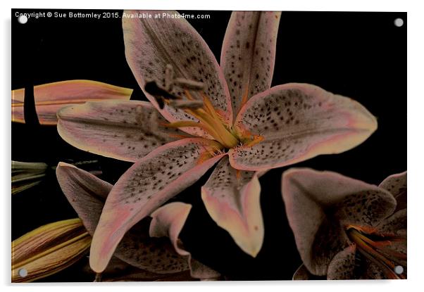 Faded Stargazer Lily  Acrylic by Sue Bottomley